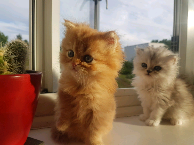 gumtree exotic shorthair